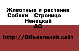 Животные и растения Собаки - Страница 3 . Ненецкий АО